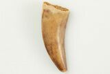 Serrated, .72" Raptor Tooth - Real Dinosaur Tooth - #201796-1